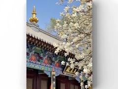 -护国法轮寺