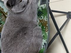 -瑞派·关忠动物医院·猫专科·犬专科(三环新城店)