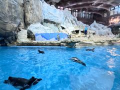 -帝企鹅自助餐厅•儿童岛•真企鹅(长隆企鹅酒店)