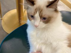 -飞行喵MR PILOT|猫舍·猫咖(静安大融城店)