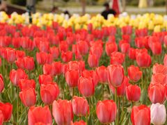 -廊坊文化艺术中心