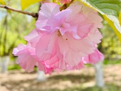 -长白岛森林公园