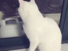 -喵的天空名猫咖啡馆·撸猫·猫舍·用品