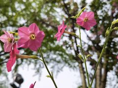 -成都市文化公园