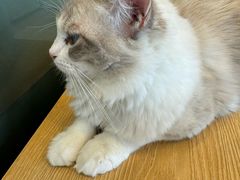 -有喵·猫咖·狗咖·40+猫狗有小奶狗(岗厦店)