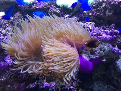 -御唐府海珊瑚主题餐厅