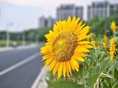 -西山漾湿地公园