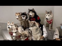 -Husky Go!哈士奇体验馆·宠物咖啡厅狗咖