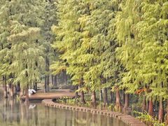 -重庆彩云湖湿地公园