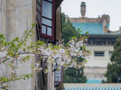 -武汉大学-樱园