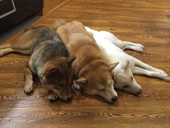 -柴务处·柴犬主题狗咖