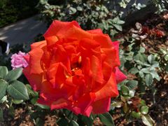 -人民公园(罗湖区)