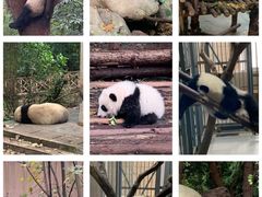 -成都大熊猫繁育研究基地