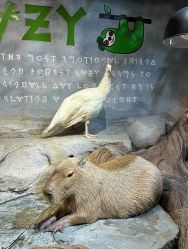 -Zoolung Zoolung动物主题公园(海信广场店)