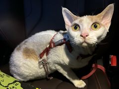 -车接车送·寄养洗护·德文猫舍(大宁店)