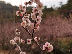 -广州市白云山风景名胜区