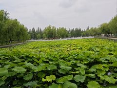-莱西月湖公园
