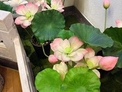 -芦月轩羊蝎子(劲松店)