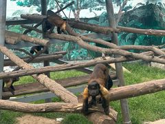 -西霞口神雕山野生动物世界