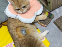 -凯特喵百思猫专科医院