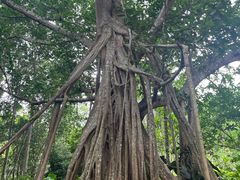 -中国科学院西双版纳热带植物园