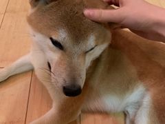-喜柴咖啡·柴犬狗咖