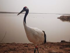 -盐城丹顶鹤湿地生态旅游区