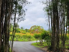 -中国科学院西双版纳热带植物园