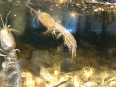 -广记海鲜(杨汊湖一店)