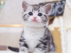 -小猫来了·猫舍(红山六九七九店)