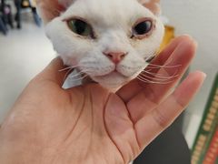 -琪喵猫屋·撸猫猫咖·猫舍