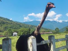 -瑞穗牧场