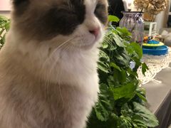 -有猫儿腻咖啡厅.猫咖