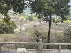 -香雪海