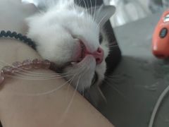 -四月宠物医院·猫专科·心脏专科·内科(转塘店)