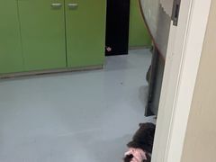 -佳怡动物医院·平价24小时·猫专科骨外科