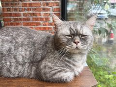 -豆逗聊愈猫阁Easy Life