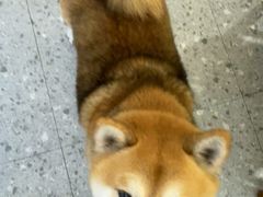 -是阿柴呀！柴犬咖啡·爱喵喵猫咖