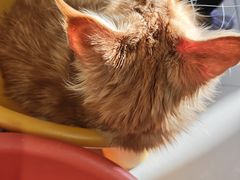 -平行世界·猫咖(首经贸店)