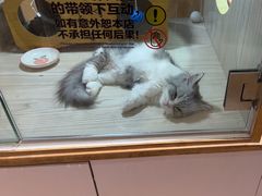 -屋虎猫馆(宝安大仟里店)