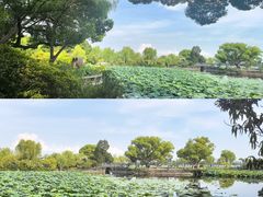 -无锡蠡湖国家湿地公园-蠡园