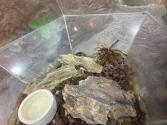 -上海大自然野生昆虫馆(东方明珠·爬宠昆虫探索中心)