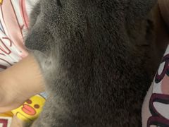 -纳吉亚猫专科动物诊疗中心(蒋宅口分院)