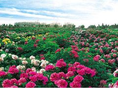 -曹州百花园