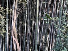 -上海佘山国家森林公园天马山园