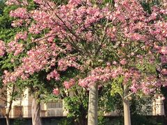 -风云岭森林公园