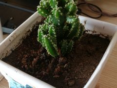 -秦美花卉(天朗·莱茵小城2期店)