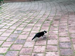 -成都市活水公园