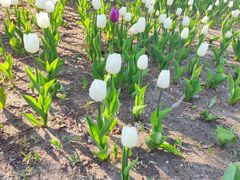 -长春公园(普阳街道)