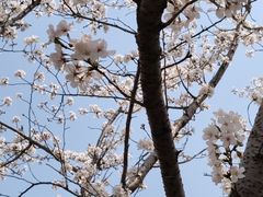 -高东镇樱花园